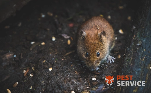 Дератизация в krvo@pest1.ru